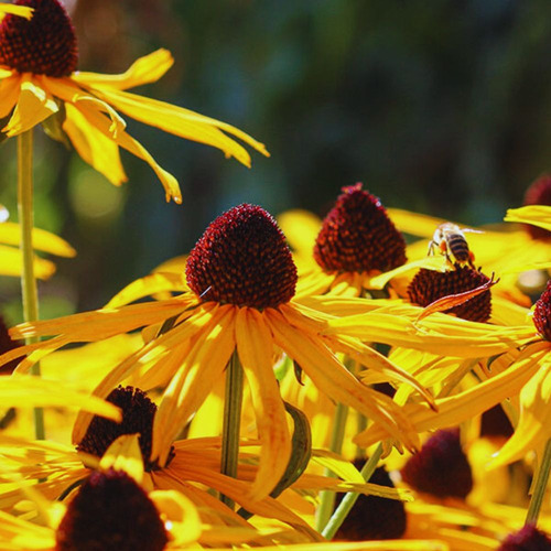 Semillas De Rudbeckia!