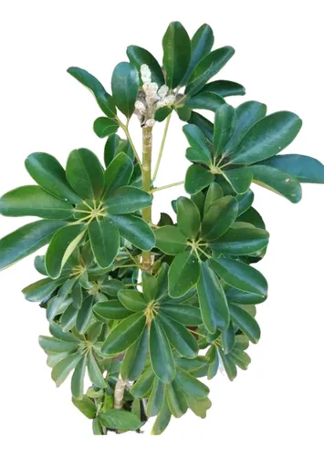 Planta Schiflera Lisa Grande 1,60 Mts. Aprox