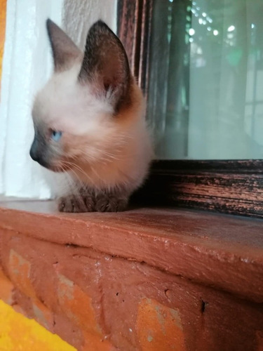 Hermoso Siamés (Usado)
