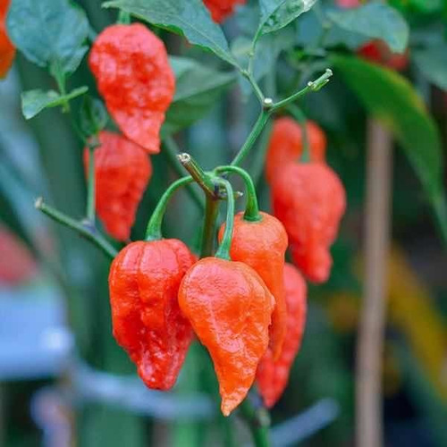 Semillas Ají Picante Ghost Pepper - Bhut Jolokia