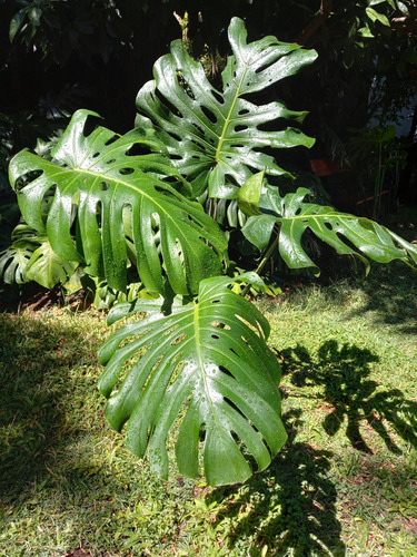 Monstera Deliciosa Grande Altura 1.10mts 4 Hojas