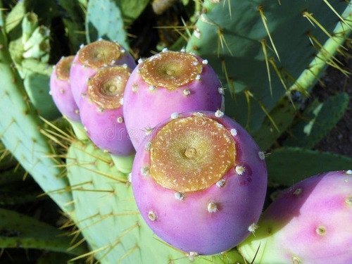 50 Semillas De Nopal Tunero Morado