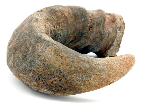 Grande Chifre De Búfalo Bruto Natural Iansã Oyá