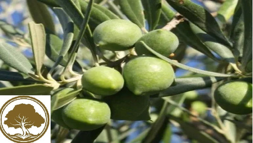 Olivo  ( Arbol )  Var. Hojiblanca 140 M  Aceituna