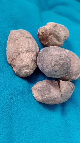 +1/2 Kg Gasterópodos Fósiles Naturales Colección Esp000701