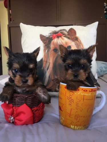 Cachorros Yorkshire Terrier