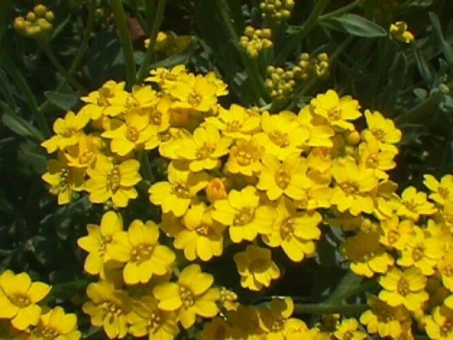 Sementes De Alyssum Perene Amarelo Flor