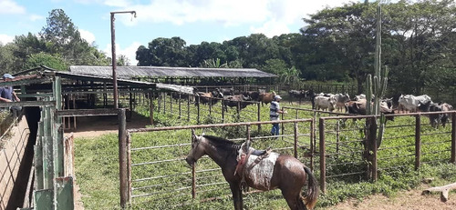 Imagen 12 de 27 de Se Vende Finca El Maitero Via El Sur De Monagas Ve02-1098vs-mtru