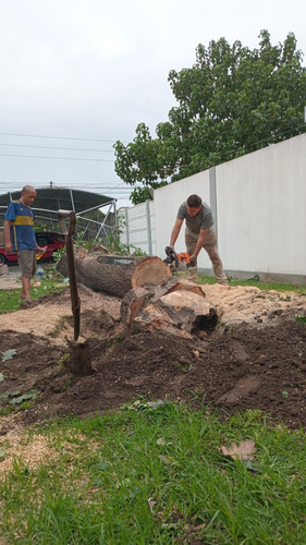 Podas Extracciones Drspejes De Raiz