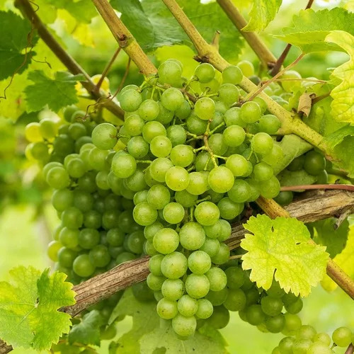 Uva Enano Verde O Morada Pd