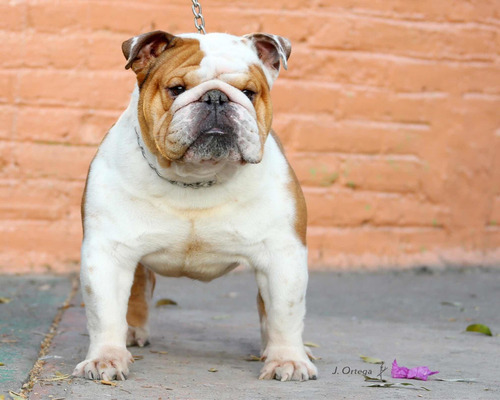 Imagen 1 de 5 de Semental Bulldog Inglés Línea Europea Edition Of Luxe