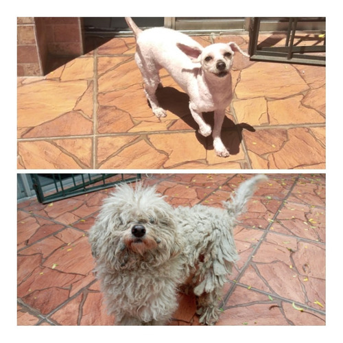 Imagen 9 de 10 de Peluqueria Canina Esquilas