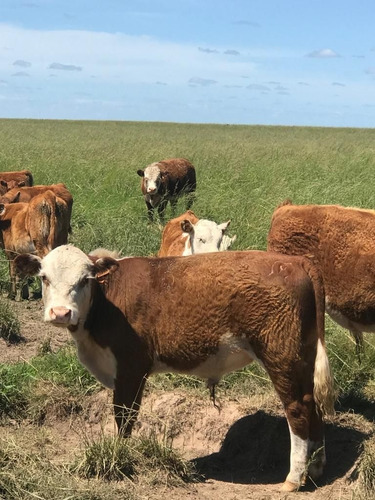 Imagem 5 de 16 de Fazenda 928 Alqueires, Rica Em Água Com Represas, 261 Hectares Em Lavoura, 1895 Hectares Em Pastagem, Pivô, Casas Sede E Funcioarios, Curral - Fa00194 - 70582923