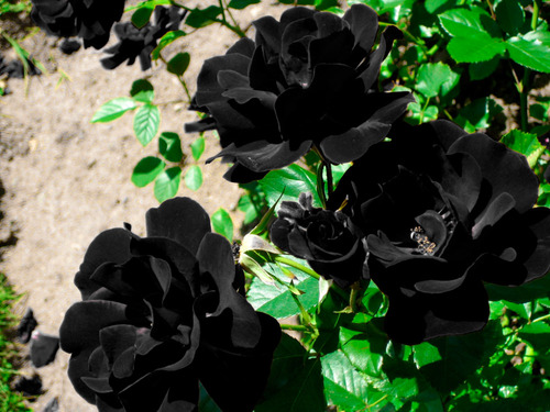100 Semillas De Rosa Color Negro Más Regalo