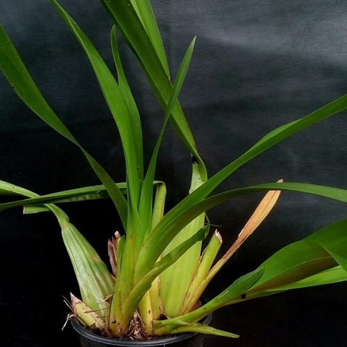 Orquídea Oncidium Sphacelatum