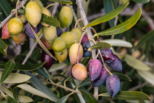 Olivo - Arbol De Aceitunas