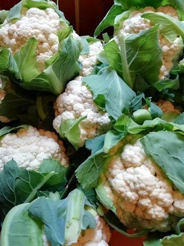 Semillas Coliflor Bola De Nieve 