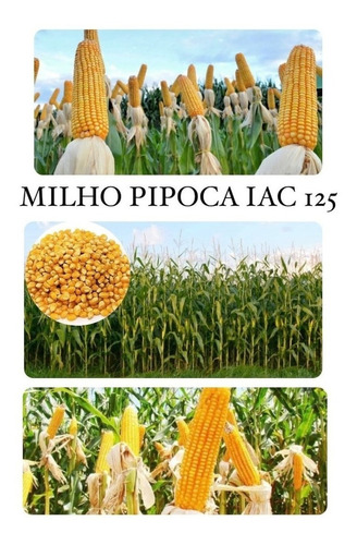 Milho Pipoca Hibrido Iac 125 - 1 Kg De Sementes Para Plantio