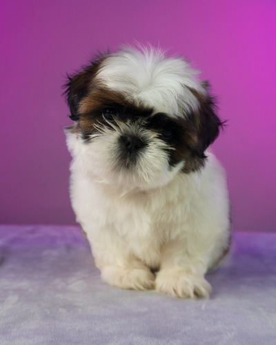 Hermosos Cachorros Shitzu Toy Excelente Eleccion