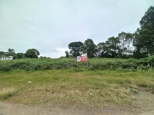 Imagem 1 de 15 de Terreno Comercial - Sangao - Ref: 30533 - V-30531