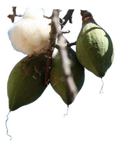 Arbolito De Ceiba Pentandra 