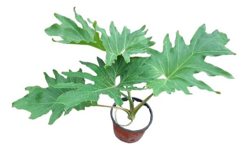 Planta Misionero Philodendro 