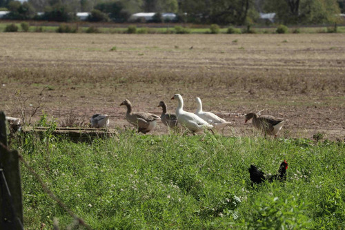 Imagen 7 de 25 de Venta Campo 83,3 Hectareas Agrícolas En Lima