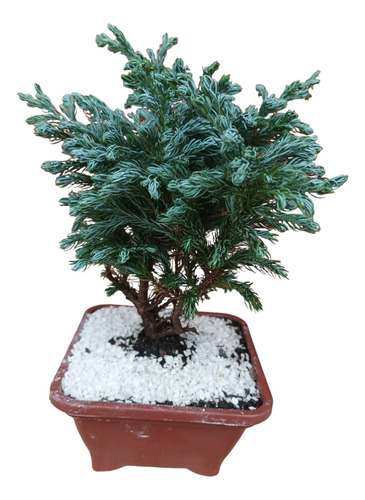 Bonsai Tuia Azul Envío Gratis