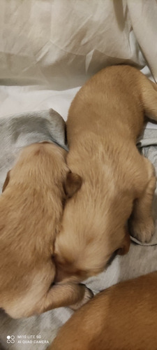 Imagen 2 de 4 de Golden Retriever