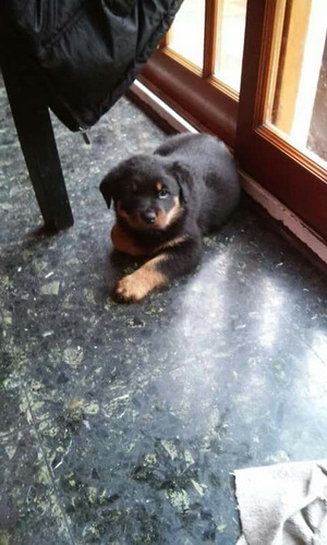 Rottweiler Cachorros Puros Premium