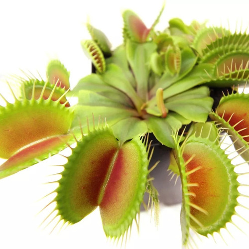 Plantas Carnívoras 10 Sementes Dionaea  Papa Mosca Flores