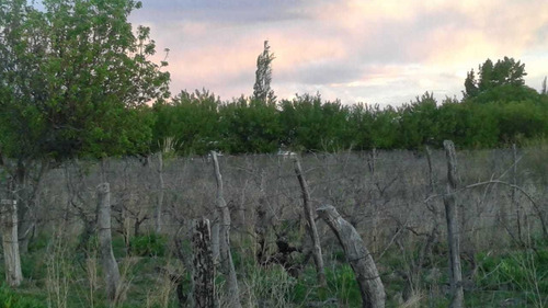 Imagen 2 de 11 de Venta Campo Mendoza