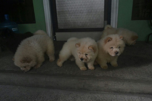 Imagen 3 de 9 de Chow Chow Cachorros