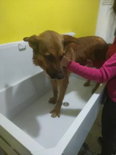 Bañeras Para Perros - Bañera Peluquería Canina