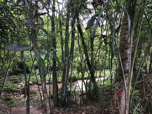 Imagem 14 de 17 de Chacaras De 2.000m² Cada, Á 10 M Do Chopin, Plana. - V147