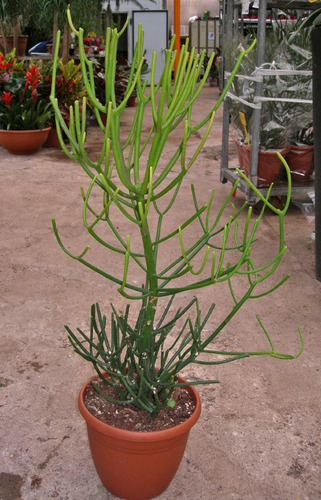 Árbol Desnudo ( Euphorbia Tirucalli ) Más Semillas  