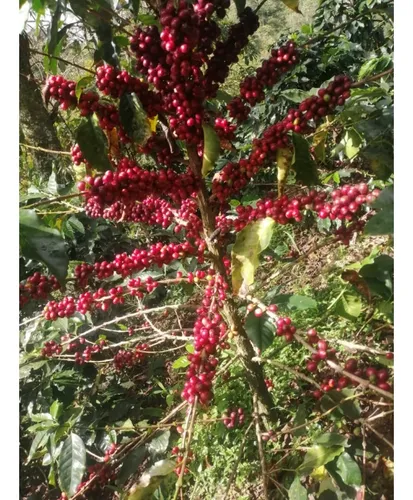 Venta Finca Productiva Cafe Platano Pasto Circasia - 23 Cuadras