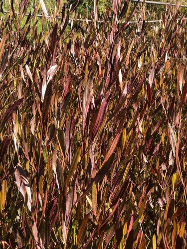 Plantas Para Cercos, Cercos Vivos, Dodonaea Viscosa 10ts