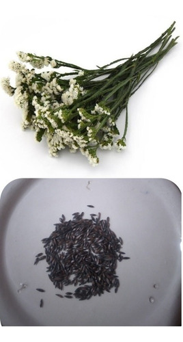 200 Pz D Semillas D Statice O Limonium Color Blanco .white