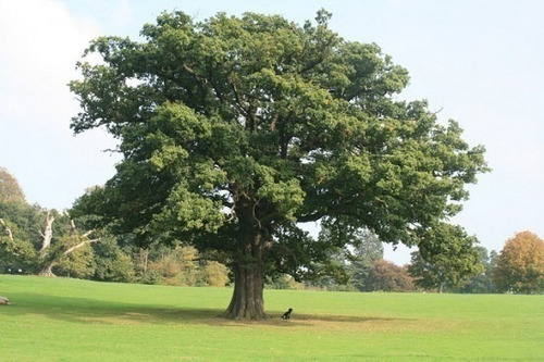 Imagen 1 de 4 de Quercus Robur (roble Europeo) 15lts