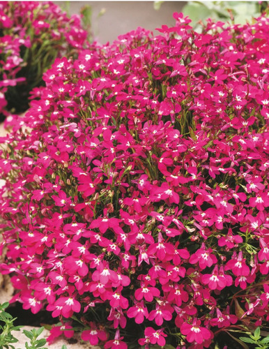 Semillas De Lobelia Rosamund Rosa Para Macetas Y Cestas