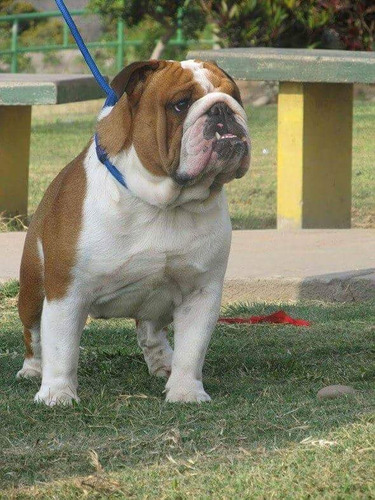 Bulldog Ingles