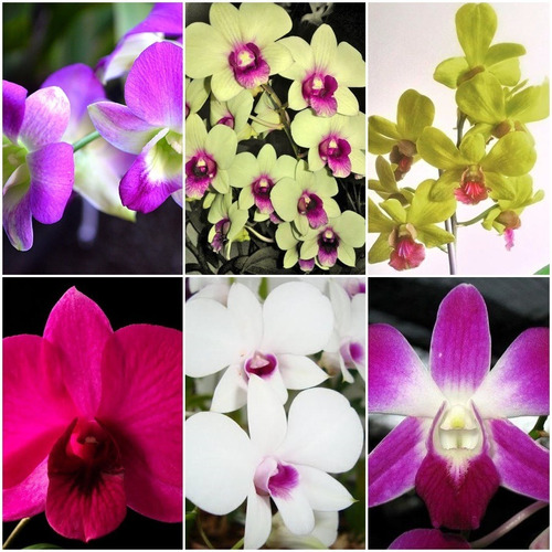 10 Mudas Lindas De Orquídeas Variadas Na Promoção Frete Grát