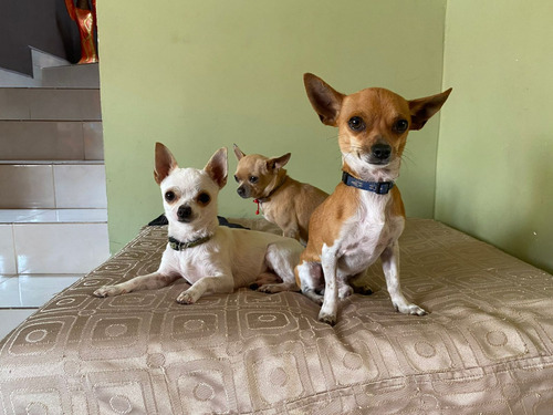 Hermosos Perritos Chihuahua Para Montas