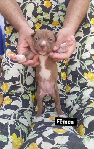 Imagem 4 de 5 de Vendo Filhote De Pitbull Red Nose Com Pit Monster.