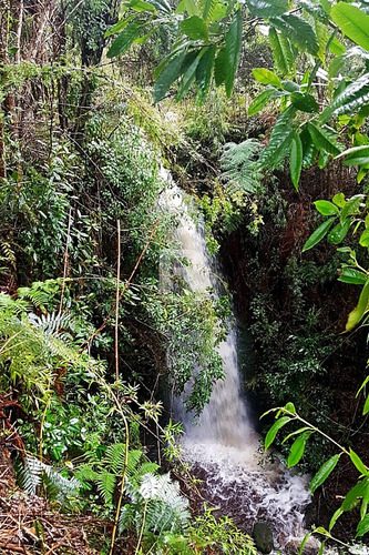 Cabaña En Parcela Con Hermoso Bosque Nativo En Puerto Varas