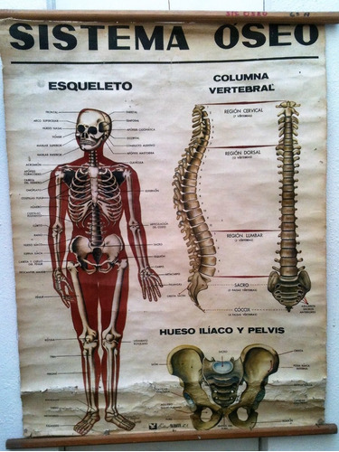 Mapas  Antiguos Escolar Cuerpo Humano-años 60´s Aprox. 