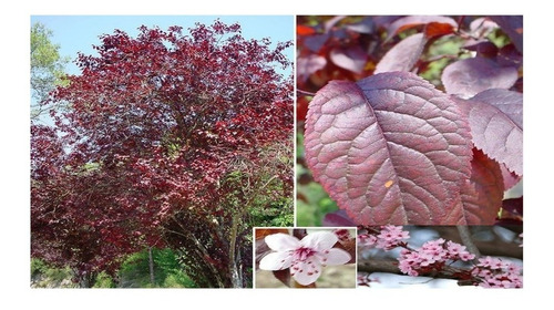 Imagen 2 de 5 de Arbolitos De Ciruelo Rojo Japones