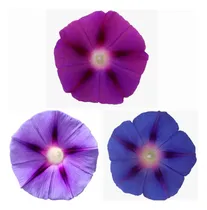 Comprar Semillas Flores Enredaderas 3 Colores 1000 Semillas
