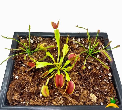 Imagen 3 de 3 de Plantas Carnívoras Pack A1
